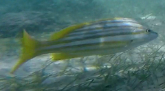 Lutjanus carponotatus