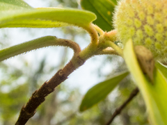 Melastoma saigonense