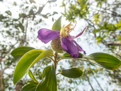 Melastoma saigonense