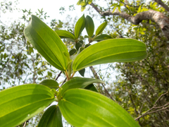 Melastoma saigonense