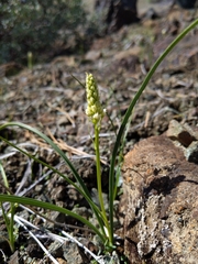 Toxicoscordion micranthum