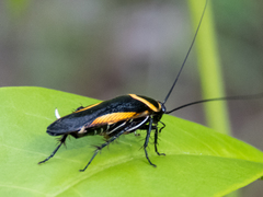 Hemithyrsocera vittata