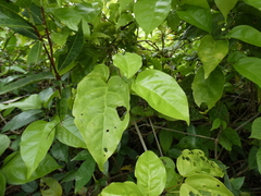 Bignonia potosina