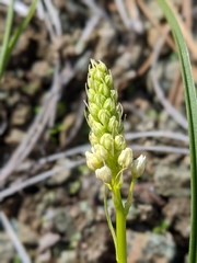 Toxicoscordion micranthum