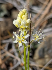 Toxicoscordion micranthum