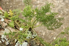Asplenium theciferum