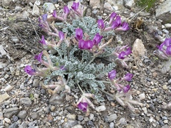 Astragalus utahensis