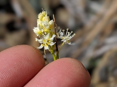 Toxicoscordion micranthum