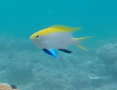 Neoglyphidodon melas