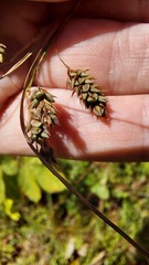 author not stated, no rights reserved Carex magellanica, photograph author not stated, no rights reserved
