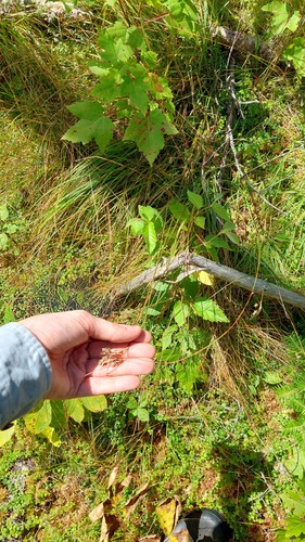 Carex magellanica, photograph 6