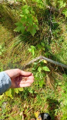 Carex magellanica, photograph author not stated, no rights reserved