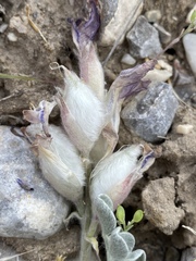 Astragalus utahensis