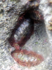 Acanthopleurinae