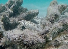 Parapercis australis