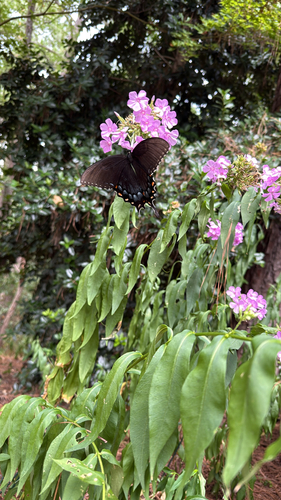 Eastern Tiger Swallowtail