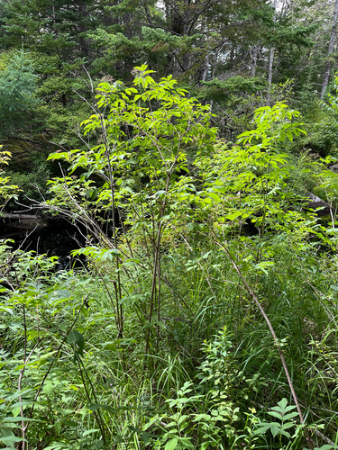 American black elderberry
