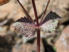 Erythranthe microphylla