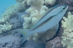 Scolopsis monogramma