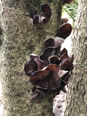 Auricularia cornea