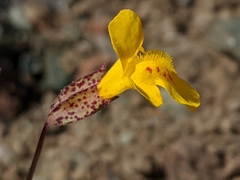 Erythranthe microphylla