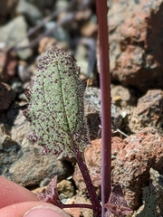 Erythranthe microphylla