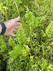 Ceratopteris pteridoides