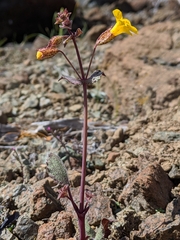 Erythranthe microphylla