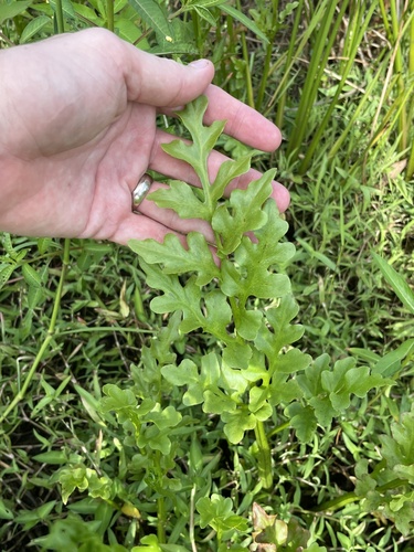 Ceratopteris pteridoides, photograph 3