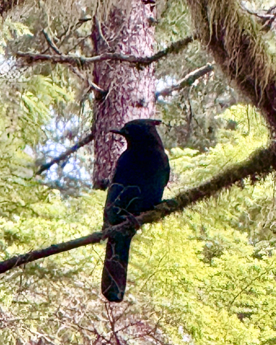 Steller's Jay