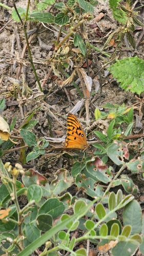 Gulf Fritillary