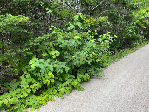 Mountain Maple