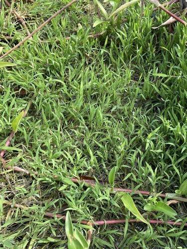Ceratopteris pteridoides, photograph 4