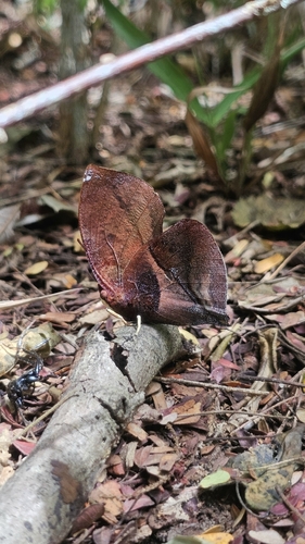 Red-striped Leafwing
