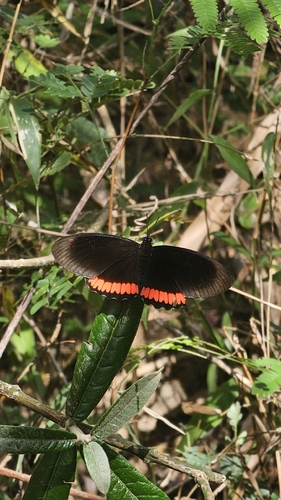 Biblis hyperia nectanabis