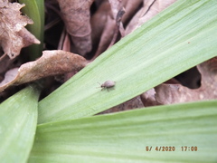 Myosides seriehispidus