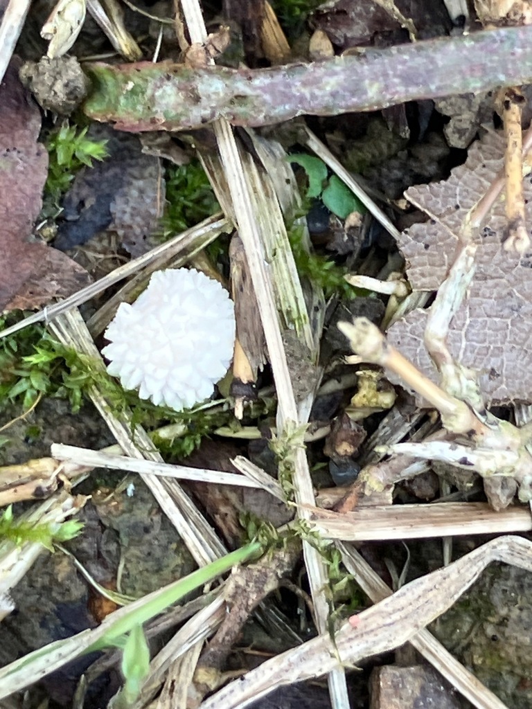 Curtis's Puffball · August 2026 · photo: Photo: (c) toad-wife, some rights reserved (CC BY) · iNaturalist