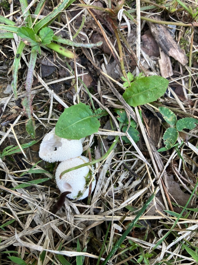 Curtis's Puffball · August 2026 · photo: Photo: (c) toad-wife, some rights reserved (CC BY) · iNaturalist