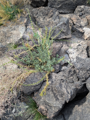 Penstemon deustus, 2026-08-16