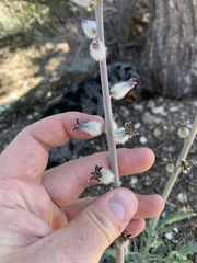 Caulanthus crassicaulis