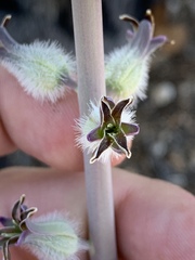 Caulanthus crassicaulis