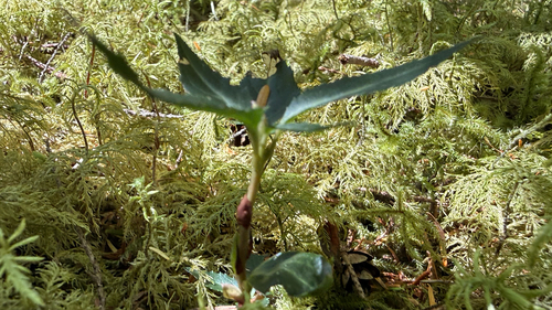 Little Prince's Pine