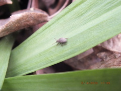 Myosides seriehispidus