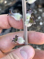 Caulanthus crassicaulis