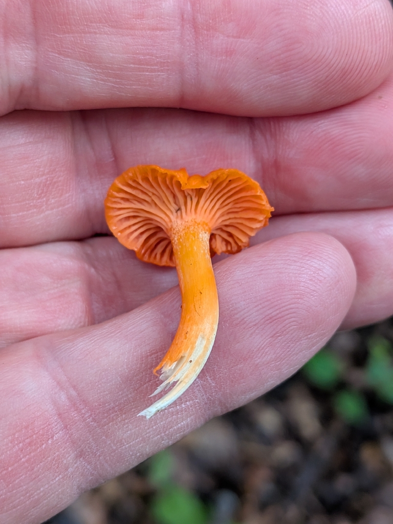 Red Chanterelle · August 2026 · photo: Photo: no rights reserved · iNaturalist