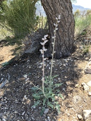 Caulanthus crassicaulis