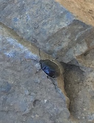 Sehirus cinctus albonotatus