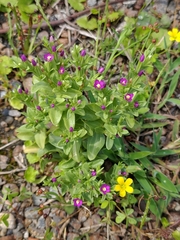 Centaurium japonicum