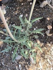 Caulanthus crassicaulis