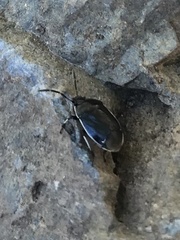 Sehirus cinctus albonotatus